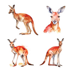 Red Kangaroo watercolor paint collection