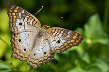 butterfly on leaf