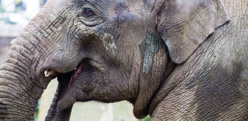 Asian elephant in the park, closeup of the head and neck