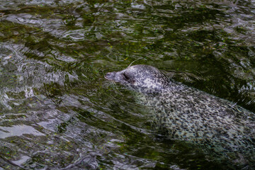 A seal swims in the water of the lake. The seal is looking for food.