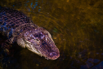 Close up of alligator in the water. Wild american alligator