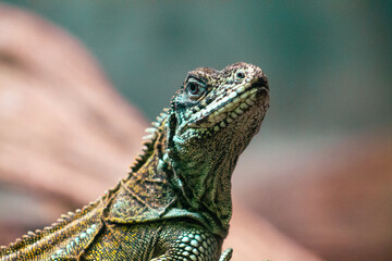 Close up of a green iguana on a rock in a zoo