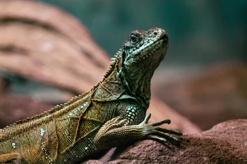 Gordijnen Close up of a green iguana sitting on a rock in a zoo © Jeandre