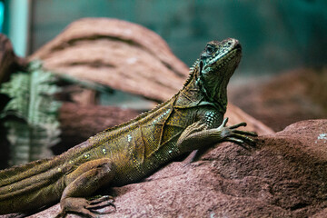 Close up of a green iguana on a rock in a zoo
