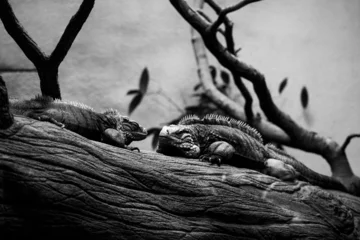 Foto op Canvas Iguana resting on a tree branch in black and white. © Jeandre