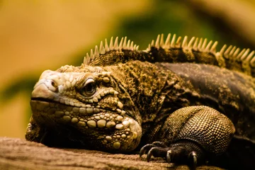 Foto op Canvas Close up of a green iguana on a rock in a zoo © Jeandre