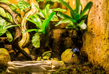 Tropical plants in the botanical garden, Belgium.