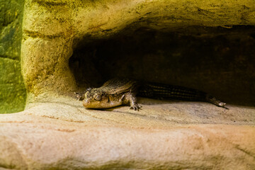 Reptile on the rock in the zoo, Belgium.