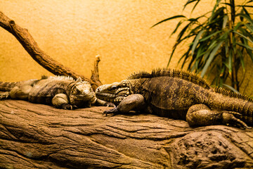 Iguana resting on a log in the zoo, Belgium.