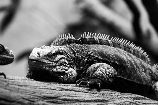 Green iguana on a tree branch in black and white image.