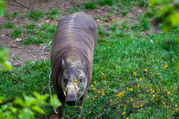 Wild rhinoceros eating grass in the zoo. Wild animal.