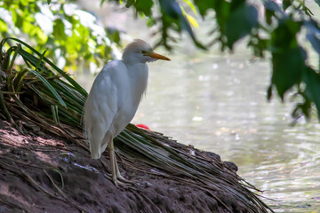 Small white heron