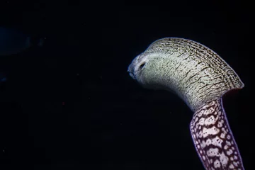 Fototapeten Close-up of an eel in a tank on a dark background © Jeandre