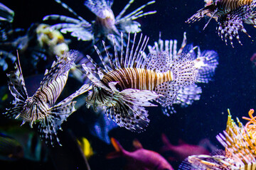 Lion fish (Pterois volitans) in aquarium.