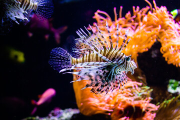 Lionfish in the aquarium. Beautiful underwater world with corals and tropical fish.