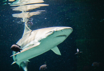 Picture shows a Carcharodon carcharias, in a aquarium.