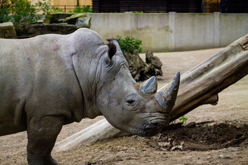 Naklejka premium White rhinoceros in the zoo, closeup of photo