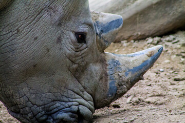 Obraz premium White rhinoceros in a zoo, close-up.