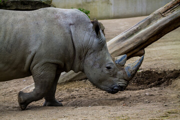 White rhinoceros in a zoo, closeup of photo