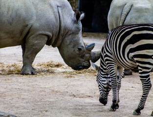 Obraz premium White rhinoceros with black and white rhinoceros