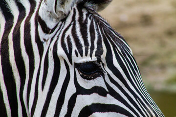 Fototapeta na wymiar Zebra's eye close-up. Black and white stripes.