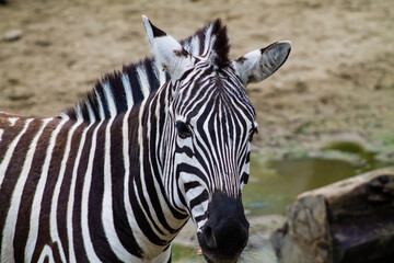 Fototapeta na wymiar Zebra in the zoo. The zebra is a member of the family Equidae.