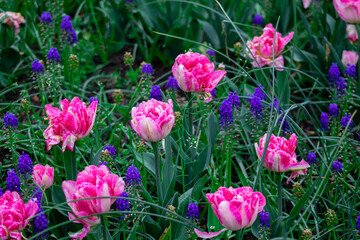 Pink tulips and blue grape hyacinths in the garden