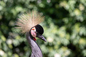 Fototapeta premium grey crowned crane