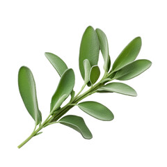 Fresh sage herb isolated on white background with clipping path. Full Depth of field. Focus stacking. PNG. Generative AI. PNG