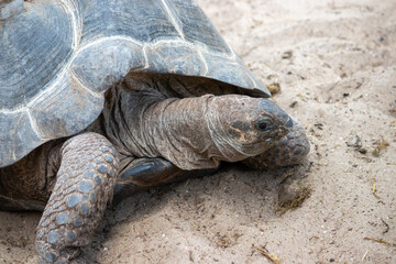 turtle on the ground
