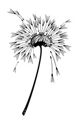 Vector illustration dandelion . Black Dandelion seeds blowing in the wind. The dandelion isolated on white background.