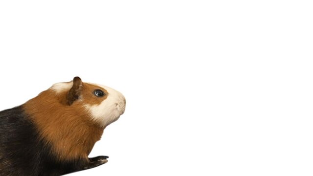guinea pig on on white background