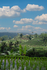 Fototapeta na wymiar Landscape view of terraced rice field. Balinese jungle vegetation and paddy land