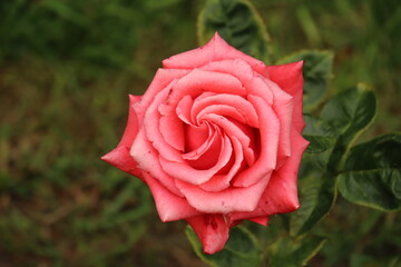 Beautiful,red rose, green plants in the garden in summer