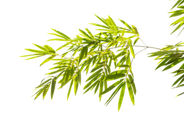 Bamboo leaves,Isolated on a white background,