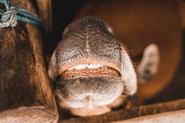 Close up shot of horse muzzle with teeth. Close up shot of cattle snout in farming barn