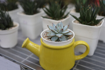 Various types of Cactus in a terracotta pot(clay) or flowerpot on shelf.Concept of Cactus Farm, Agriculture, Nursery,succulent plants.