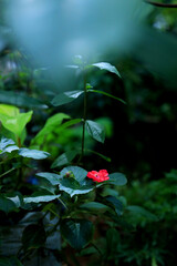 flowers in the water  baground blur in flower