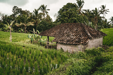 Fototapeta na wymiar Close up shot of farm barn in rice field. Farming rice plantation, balinese paddy agriculture