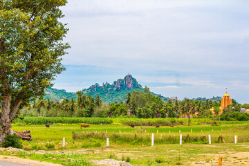 A stunning, beautiful landscape picture with tallest mountain, Hindu god’s temple tower, tree, grass, coconut trees, paddy field, cows. A scintillating view of Thenangur village, Tamil Nadu, India 