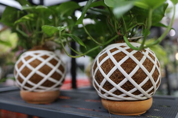 ball of substrate. A tropical plant is planted in the ball to hang from the ceiling down. decorative arrangement originating from Japanese culture. in a flower pot made of natural recyclable fibers
