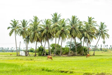 Foto op Canvas Beautiful scenery of coconut trees with cows in a grass field. A stunning view of a paddy field with cows and array of coconut trees.  A scenic view of beautiful landscape of a village near Uthramerur © Sankarji