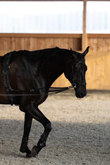 ausgebundenes Pferd mit Ausbindern, Longiergurt und Micklem beim Longieren in der Reithalle