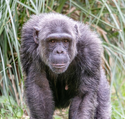 Chimp Looking For Food