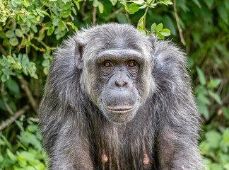 Older Chimp