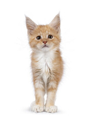 Cute creme with white baby cat, standing facing front. Looking towards camera. Isolated on a white background.