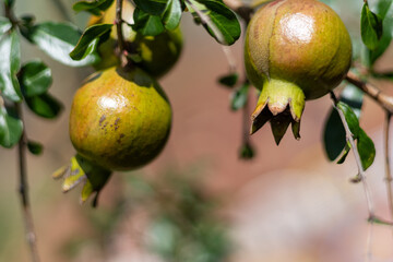 The fruit of two pomegranates. Blurred background.