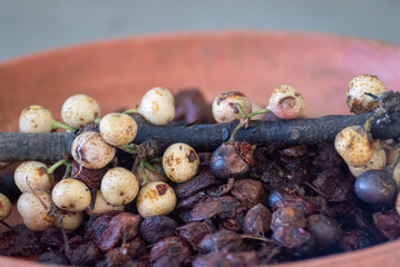 Fruit of Ficus superba, also known as sea fig or deciduous fig, is a hemiepiphytic tree of genus Ficus,  It is one of the species known as banyans or strangler figs.