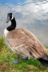 Canada Goose Canadian Geese Wild Bird