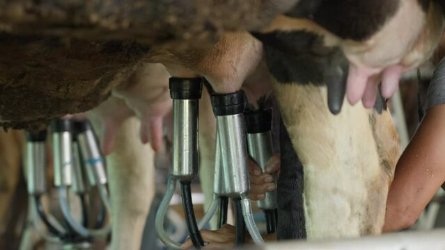 Close up of the milking machine's teat cups connecting to a cow's teats to get milk from a cow at a dairy farm in Chiang Mai, Thailand